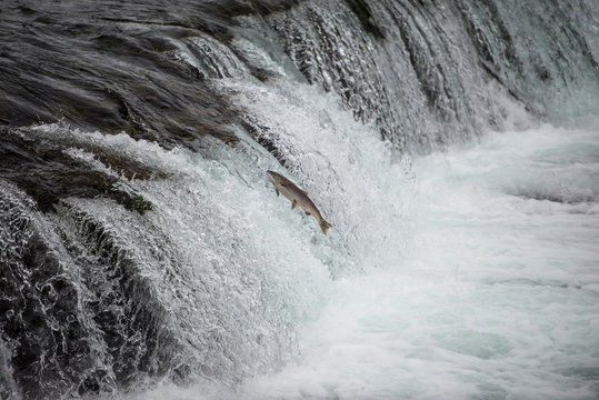 243 Best Salmon Swimming Upstream Images Stock Photos Vectors Adobe Stock