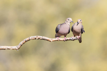 USA, Buckeye, Arizona. Pair of mourning doves on a branch.