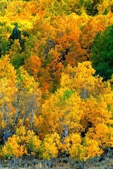 Fototapeta premium USA, California, Eastern Sierra Nevada Mountains. Aspen trees in autumn color. 