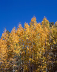 USA, Arizona, Grand Canyon National Park, North Rim. Autumn colored grove of quaking aspen.