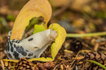 USA, Alaska, Tongass National Forest. Slug eating leaf. Credit as: Cathy & Gordon Illg / Jaynes Gallery / DanitaDelimont.com