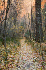 Fototapeta premium AZ, Arizona, Oak Creek Canyon, Coconino National Forest, West Fork of Oak Creek in Fall