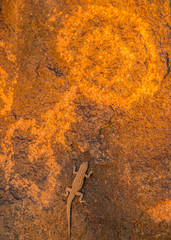 USA, Arizona, Painted Rock Petroglyph Site. Petroglyph and lizard. Credit as: Cathy & Gordon Illg / Jaynes Gallery / DanitaDelimont.com