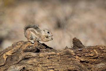 USA, Arizona, Buckeye. Harris's antelope squirrel on log.