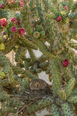 USA, Arizona, Sonoran Desert. Mourning dove with chick on nest. Credit as: Cathy & Gordon Illg / Jaynes Gallery / DanitaDelimont.com