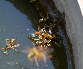 Wasps Polistes drink water. Wasps drink water from the pan, swim
