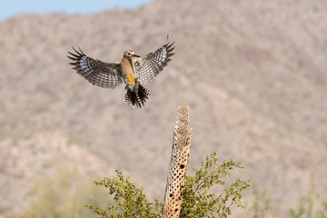 USA, Arizona, Buckeye. Male gila woodpecker landing on cholla skeleton.