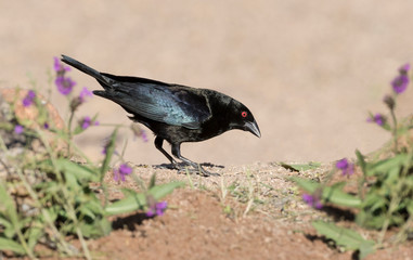 USA, Arizona, Amado. Male bronzed Cowbird.
