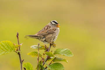 USA, Alaska, Nome. White-crowned sparrow singing. Credit as: Cathy & Gordon Illg / Jaynes Gallery / DanitaDelimont.com