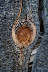 USA, California, Bodie State Park. Weathered tree knot. Credit as: Christopher Talbot Frank /...