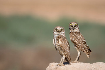 USA, Arizona, Buckeye. A pair of burrowing owls.