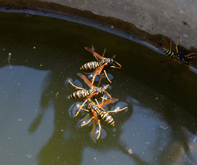 Wasps Polistes drink water. Wasps drink water from the pan, swim