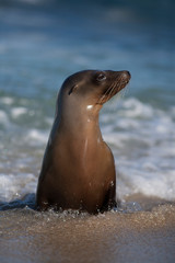 USA, California, La Jolla. Young sea lion in beach water. Credit as: Christopher Talbot Frank / Jaynes Gallery / DanitaDelimont.com