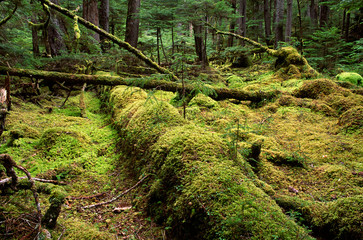 North America, USA, Alaska. A rain forest in Southeast Alaska.