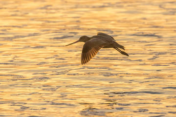 USA, California, San Luis Obispo. Marbled godwit flies over ocean. Credit as: Cathy and Gordon Illg / Jaynes Gallery / DanitaDelimont.com