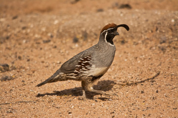 Gambel's Quail, Saguaro National Park, Arizona, USA