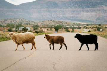 Naklejka na ściany i meble Navajo Nation, USA. Arizona region. Sheep crossing on open rage road.