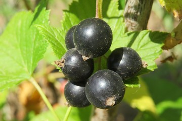 Black currant in garden
