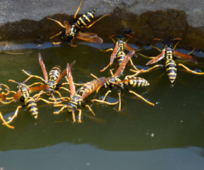 Wasps Polistes drink water. Wasps drink water from the pan, swim