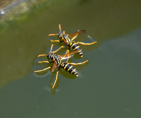 Wasps Polistes drink water. Wasps drink water from the pan, swim