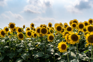 Obraz premium SunFlower