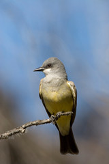 USA - California - San Diego County - Cassin's Kingbird