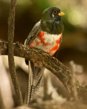 Elegant Trogan, perching, Patagonia Lake State Park, Arizona, USA.