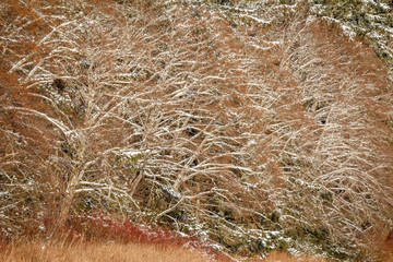 USA, Alaska. Layers of trees and bushes at the edge of the forest on the edge of the beach.