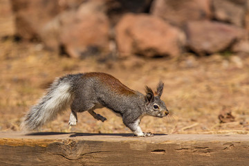 Naklejka na ściany i meble USA, Arizona. Kaibab squirrel (Sciurus aberti kaibabensis)