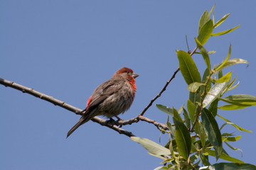 USA - California - San Diego - House Finch