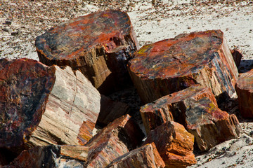 Close-up of petrified logs, Petrified Forest National Park, Holbrook, Arizona, USA.