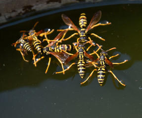 Wasps Polistes drink water. Wasps drink water from the pan, swim