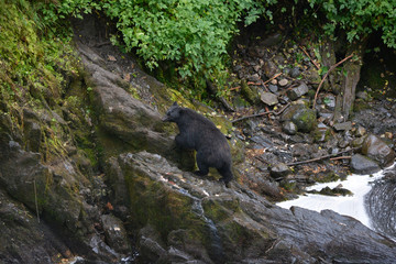 USA, Alaska, Traitors Cove, Margaret Lake Fish Ladder, Margarita Bay, near Ketchikan. Black bears trying to catch salmon.