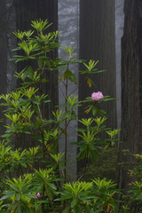 USA, California. Blooming Rhododendron (Rhododendron macrophyllum) and redwoods in the mist