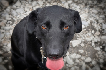 Black Lab