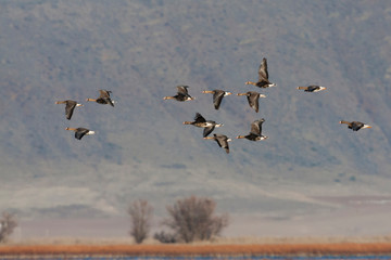Greater white-fronted geese