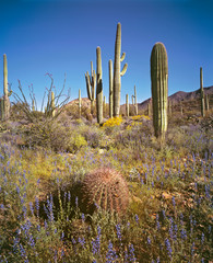 USA, Arizona, Saguaro NP. Saguaro cacti are just some of the many cacti growing in the West Unit, Saguaro NP, Arizona.