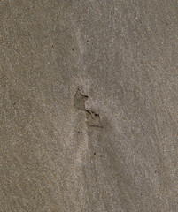Traces of a seagull on the sand by the sea