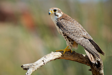 The Prairie Falcon (Falco mexicanus) is a medium-sized falcon of western North America, about the...