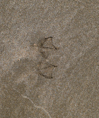 Traces of a seagull on the sand by the sea