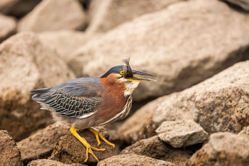 Lake Murray. San Diego, California. A Green Heron and living at the edge on the shore of the artificial Lake.