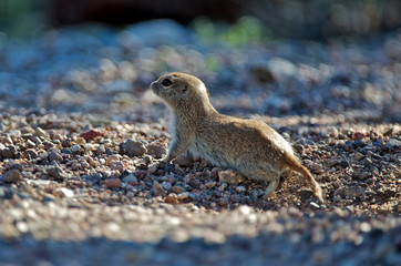 The Round-tailed ground squirrel (Xerospermophilus tereticaudus) lives in the desert of the Southwestern United States.