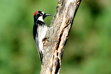 The acorn woodpecker female (Melanerpes formicivorus) searching for food.