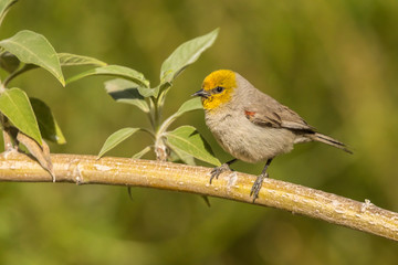 USA, Arizona, Sonoran Desert. Verdin bird on limb. Credit as: Cathy and Gordon Illg / Jaynes Gallery / DanitaDelimont.com