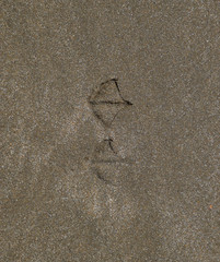 Traces of a seagull on the sand by the sea