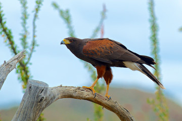 Harris Hawk(Parabuteo unicinctus) hunting in the Sonoran desert.