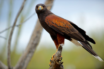 Harris Hawk(Parabuteo unicinctus) hunting in the Sonoran desert.
