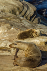 Fototapeta premium California Sea Lion hauled out on the Rocks of La Jolla Cove