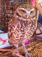 USA, Arizona, Goodyear. Rescued burrowing owl at Tres Rios Nature Festival.