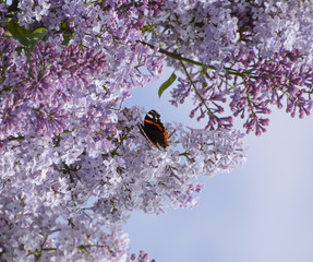 Lilac flowers on the branches of a butterfly admiral